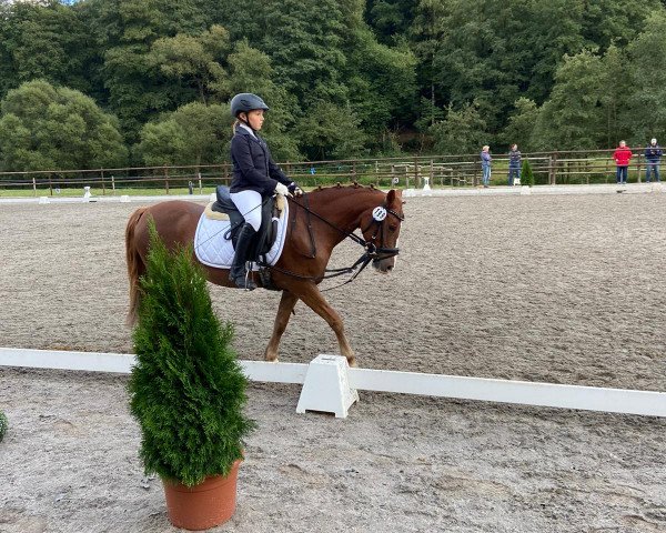 broodmare Magic Lady 24 (German Riding Pony, 2012, from Samorens Maestro)
