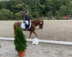 broodmare Magic Lady 24 (German Riding Pony, 2012, from Samorens Maestro)