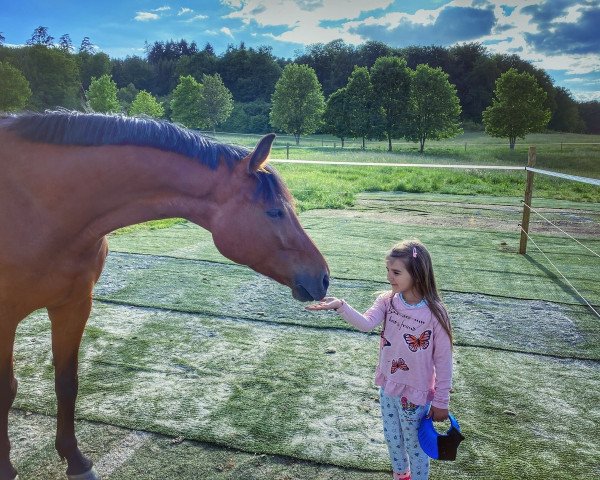 jumper Quinturio Sb (German Sport Horse, 2012, from Quiz)