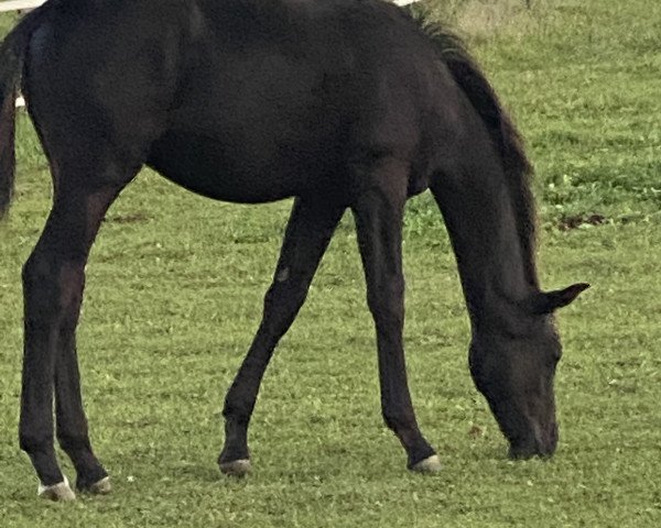 Cavallo Mephisto (Oldenburger, 2020, di Morricone) Cavallo Mephisto (Oldenburger, 2020, di Morricone)