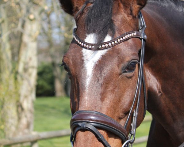 dressage horse Laromi (Oldenburg, 2008, from Blue Hors Romanov)