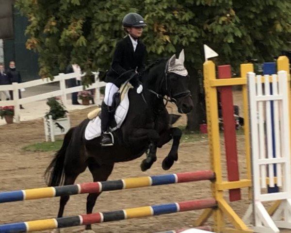 horse Ceasar (German Riding Pony, 1996)