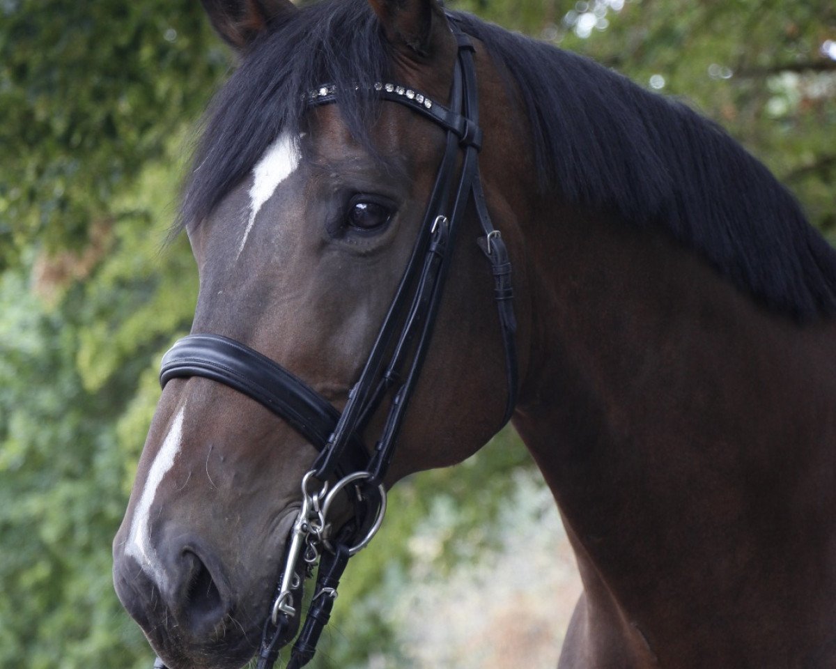 dressage horse Chapeau (Westphalian, 2007, from Colmani)