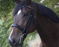 Dressurpferd Chapeau (Westfale, 2007, von Colmani)