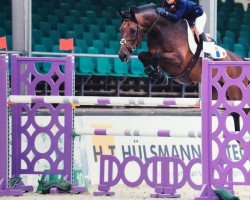 jumper Concardo (Holsteiner, 2007, from Contender)