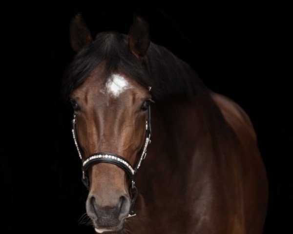 Dressurpferd Romina 463 (Westfale, 2015, von Rapace) Dressurpferd Romina 463 (Westfale, 2015, von Rapace)