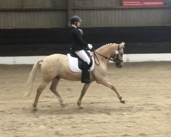 dressage horse Don't forget me 7 (German Riding Pony, 2006, from FS Don't Worry) dressage horse Don't forget me 7 (German Riding Pony, 2006, from FS Don't Worry)