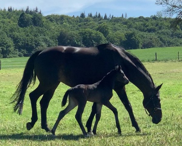 horse Femme Fatale (Rhinelander, 2019, from Feinrich)