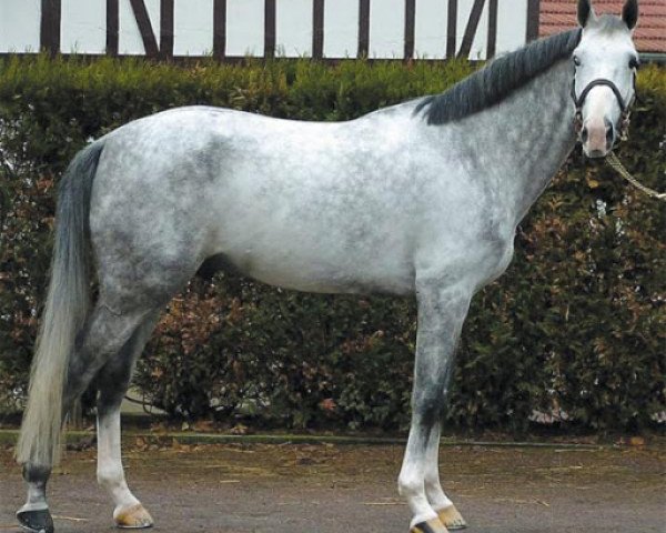 stallion Jadis de Toscane (Selle Français, 1997, from Quidam de Revel) stallion Jadis de Toscane (Selle Français, 1997, from Quidam de Revel)