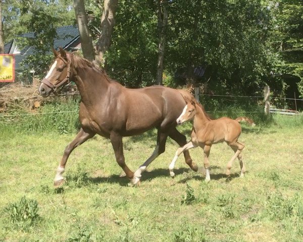 broodmare Blanja (Oldenburg, 2005, from Florencio I)