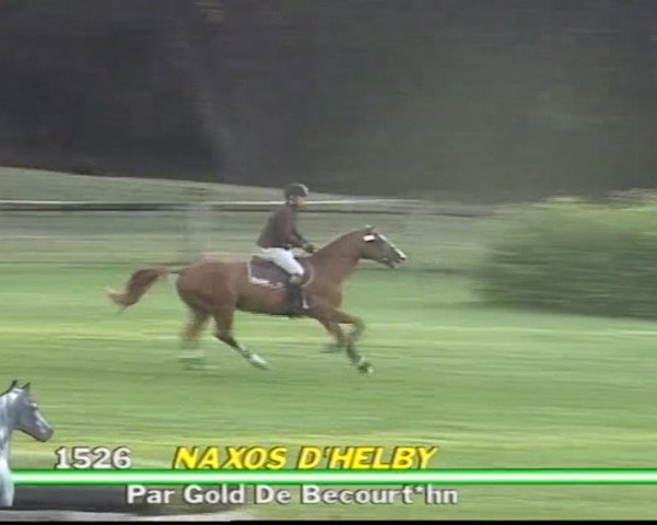 horse Naxos d'Helby (Selle Français, 2001, from Gold de Becourt)