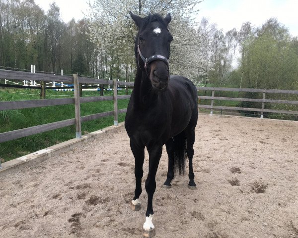 dressage horse Detroit 41 (Westphalian, 2015, from Diatano)