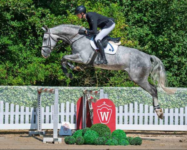 Cavallo da salto Cornet's Iron Man SB (Westfalico, 2020, di Cornet Obolensky)