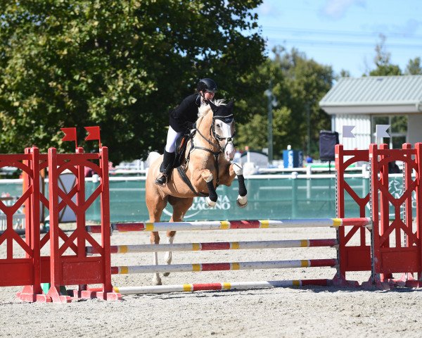 jumper Grenadina Anna (Oldenburg, 2014, from Quaterhall) jumper Grenadina Anna (Oldenburg, 2014, from Quaterhall)
