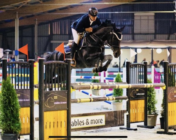 broodmare Joyride 17 (Holsteiner, 2009, from Diarado)