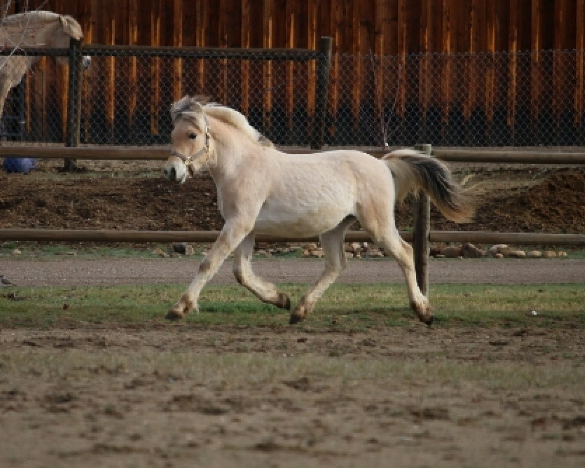 horse DD Simba (Fjord Horse, 2018, from OFI Siljar)
