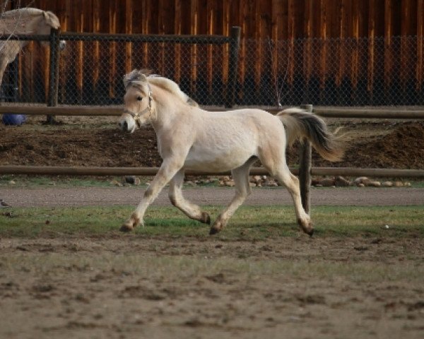 Pferd DD Simba (Fjordpferd, 2018, von OFI Siljar)