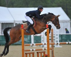 jumper Lifboy (German Sport Horse, 2007, from Lancado)