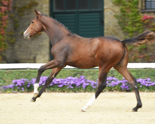 horse Zoomie (Westphalian, 2020, from Zoom)
