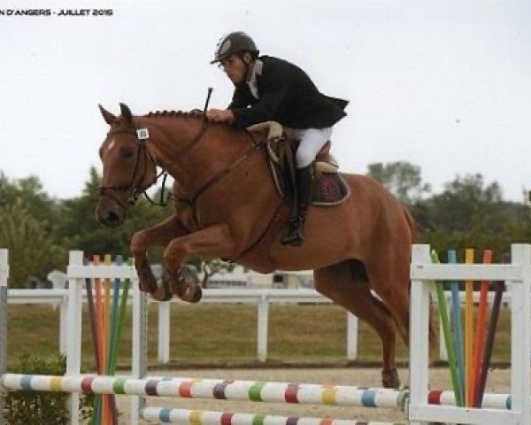 horse Bambou d'Helby (Selle Français, 2011, from Jadis de Toscane)