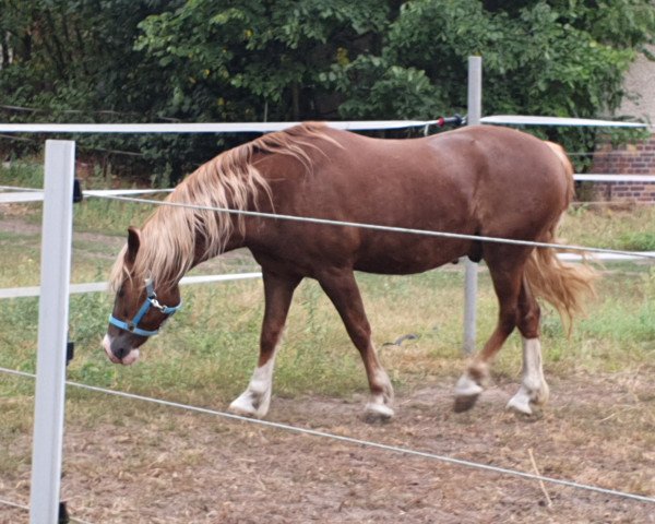 Pferd Möhlenbeeks Barabas (Welsh-Cob (Sek. D), 2013, von Babalou)