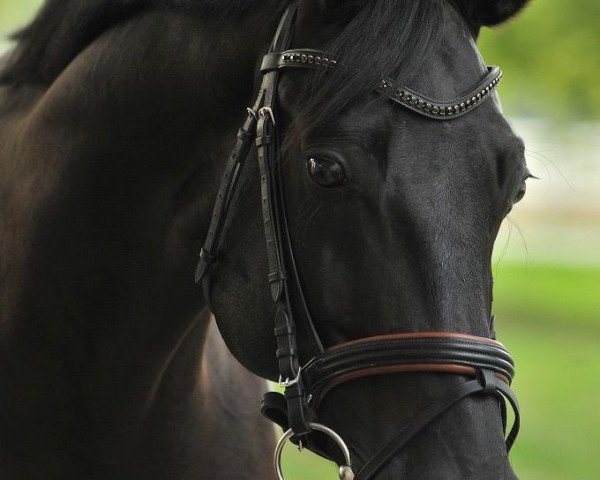 horse Skyfall (Oldenburg, 2009)