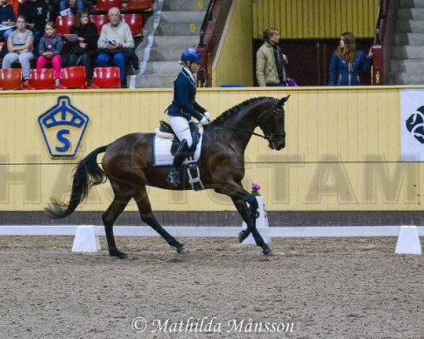 horse Simmerbros Donna Frapin (Swedish Warmblood,  , from Sir Donnerhall II OLD)