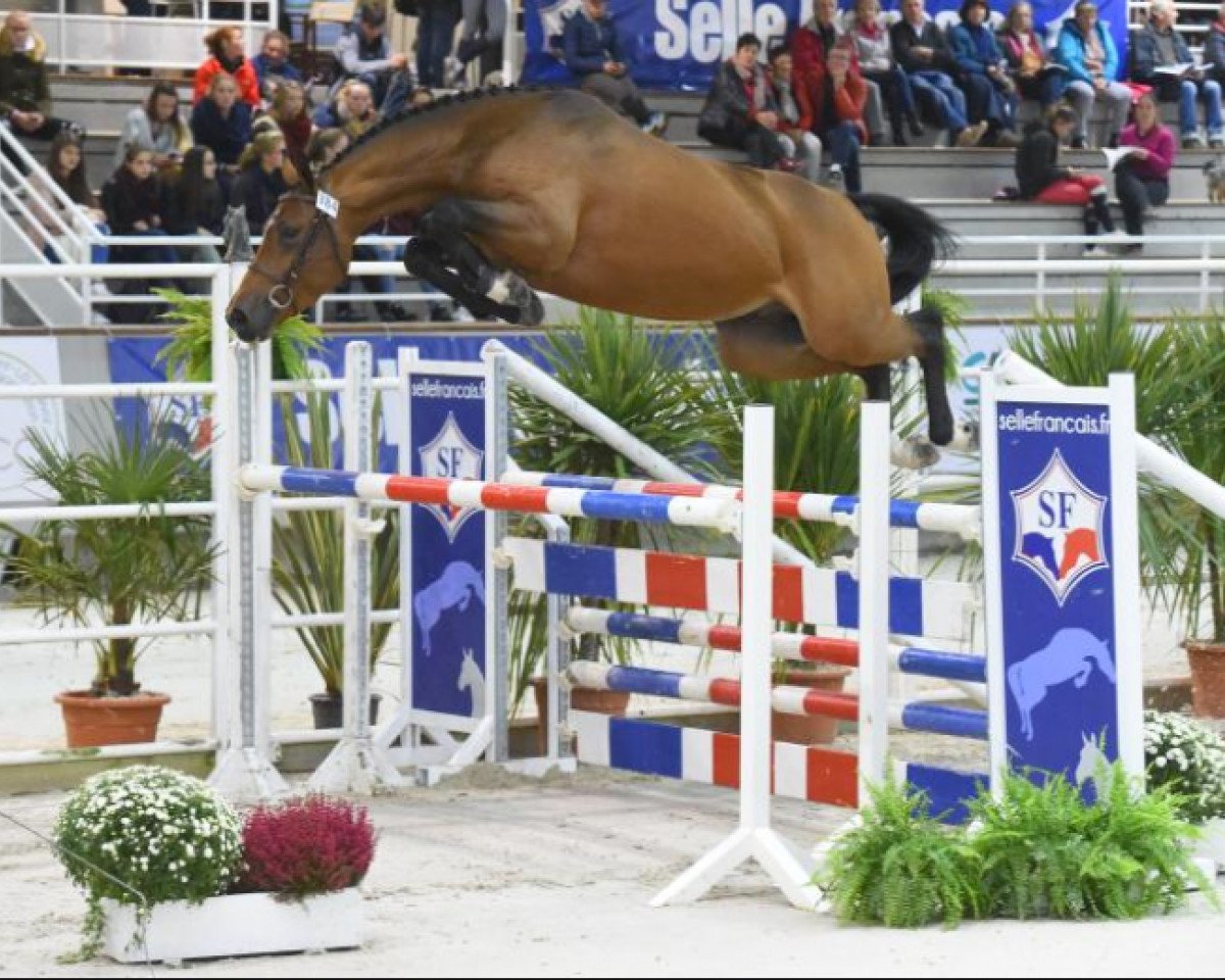 Springpferd Damiro d'Helby (Selle Français, 2013, von Urbain D'Helby)