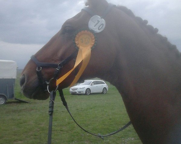 Dressurpferd Don Candente (Oldenburger, 2007, von Don Marco 3)