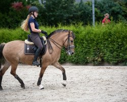 dressage horse Sunshinesback (Liebethaler horse, 2010)