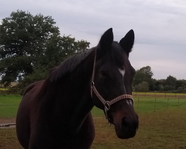 Zuchtstute Happyness III (Trakehner, 1997, von Michelangelo)