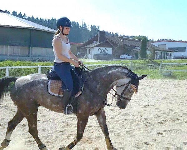 horse Caprino (German Sport Horse, 2015, from Chatender)