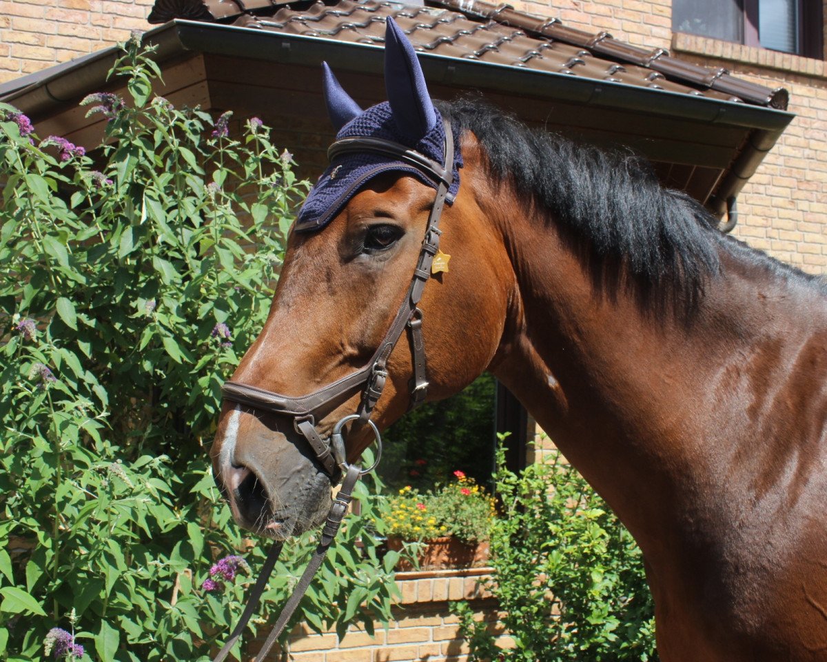 Skokový kůň Capitano Ultimo (Holštýnský kůň, 2003, od Comics)