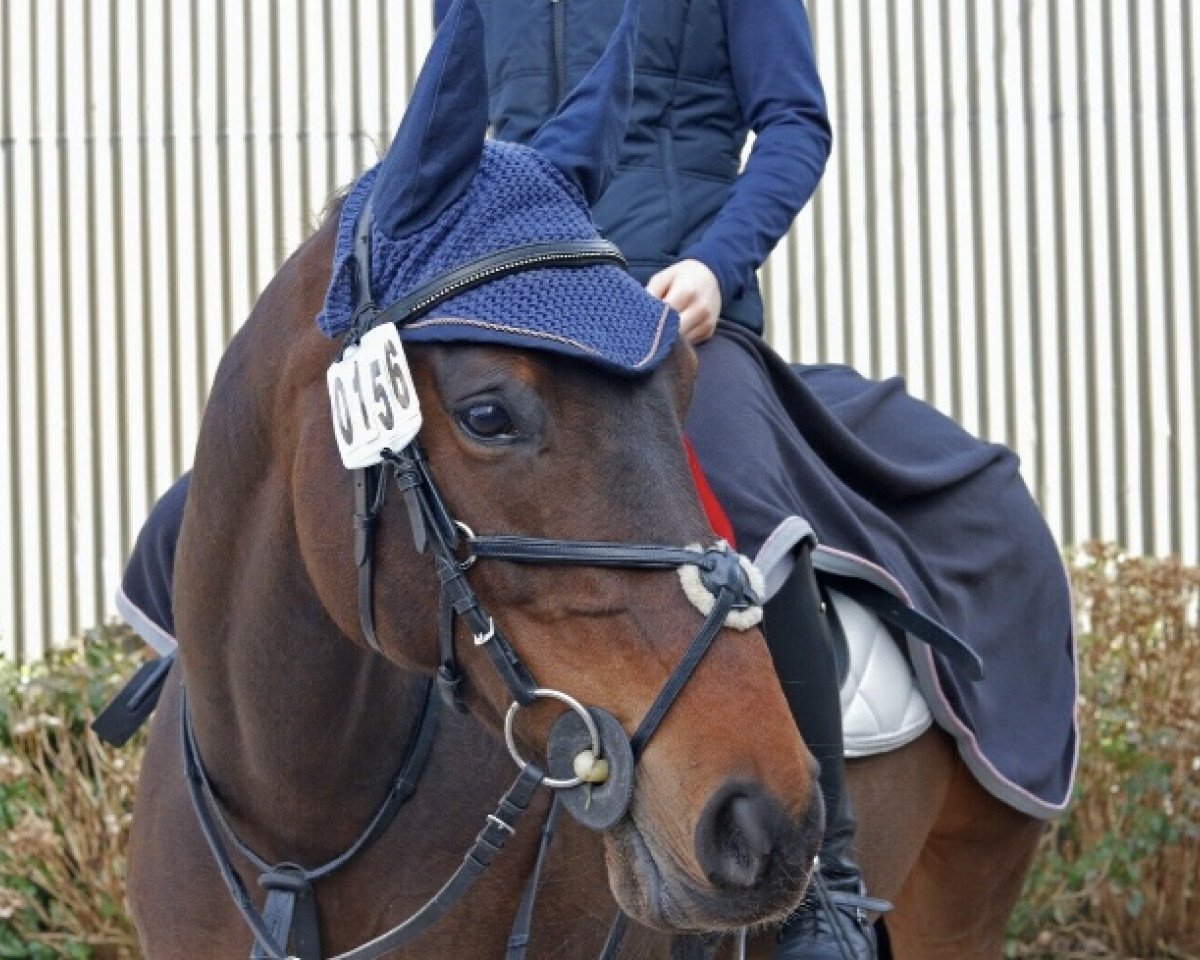 jumper Jules Mumm 3 (Holsteiner, 2008, from Casquetto)