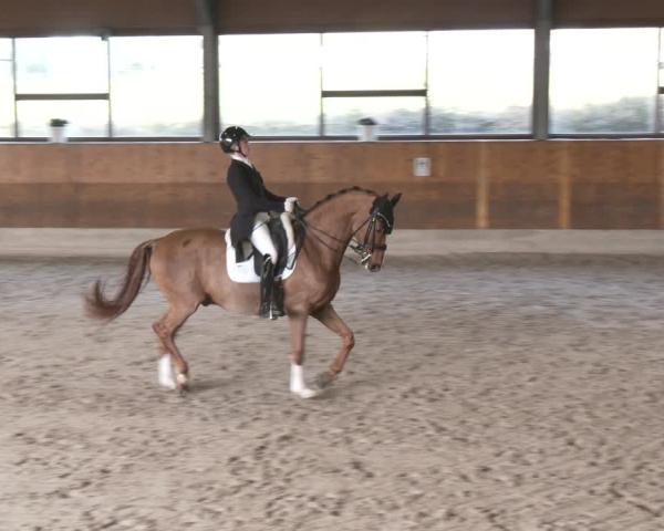 Reitturnier Mettmann 2026