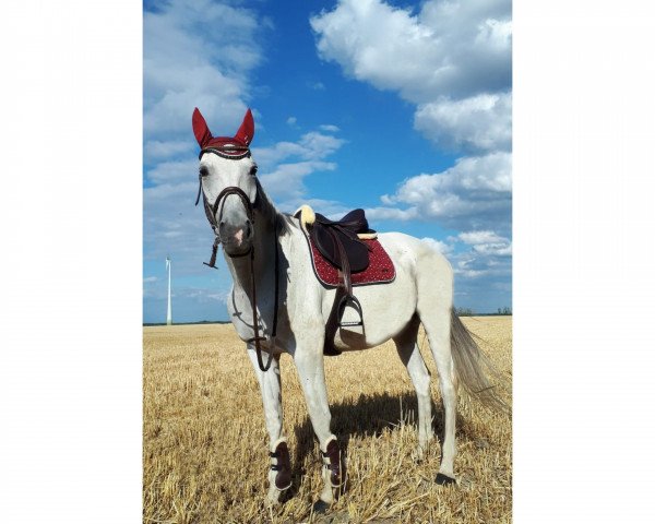 Dressurpferd Rega 4 (Trakehner, 2006, von Handryk)