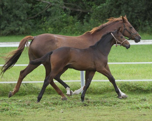 horse Danciralight (Westphalian, 2020, from Dancier Gold FRH)