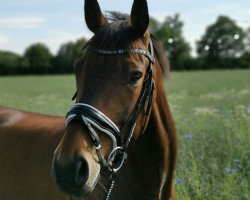 dressage horse Solero 106 (Oldenburg, 2008, from Sunny-Boy)