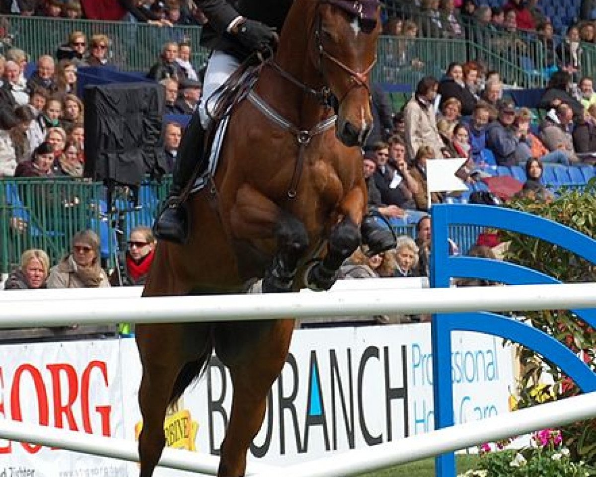 Springpferd Apache (Selle Français, 1999, von Mezcalero)