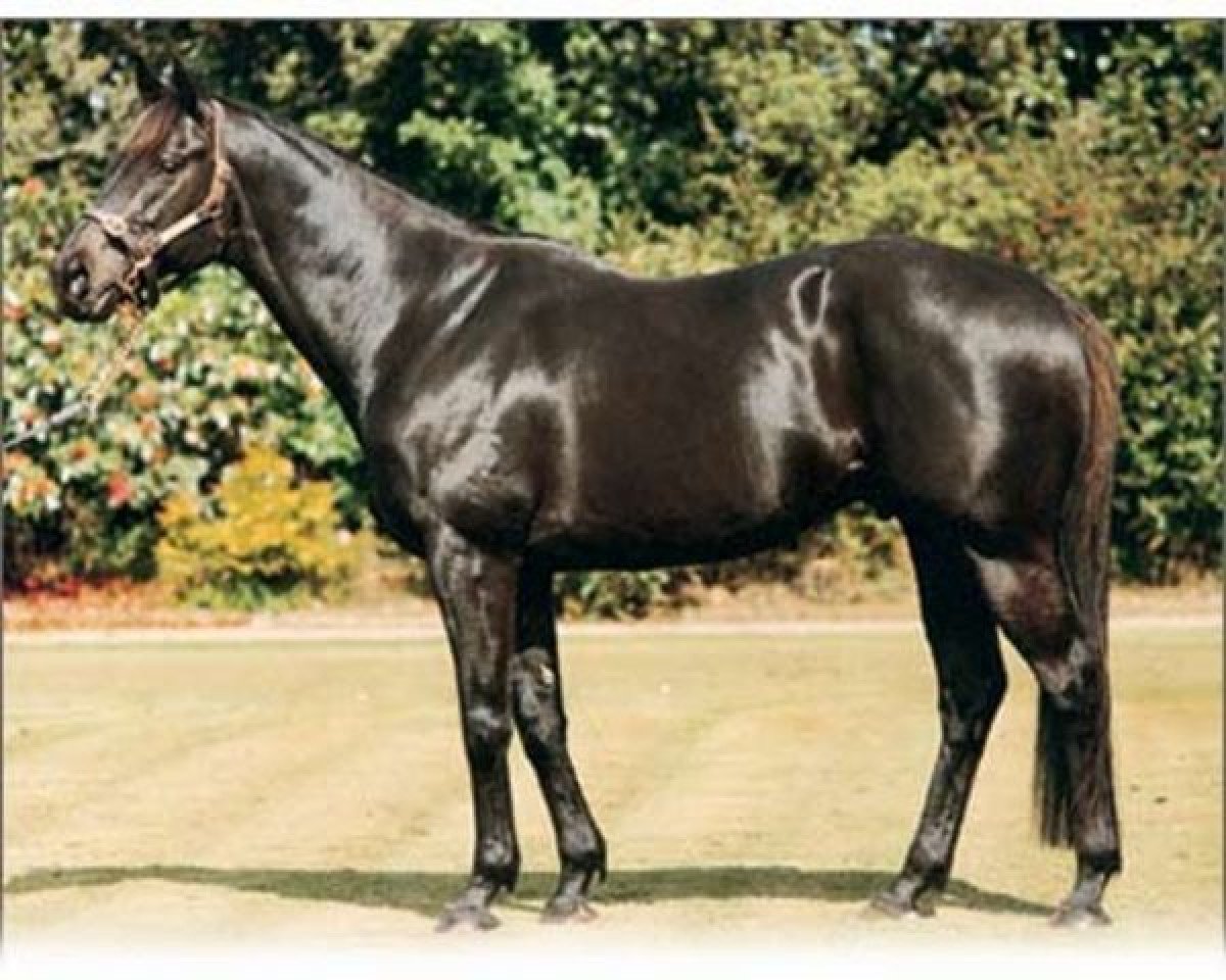 stallion Centaine xx (Thoroughbred, 1980, from Century xx)