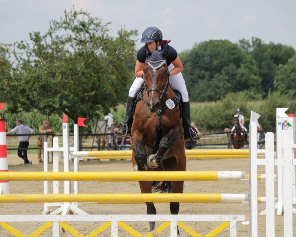 jumper Robin Hood 207 (Hanoverian, 1998, from Rabino)