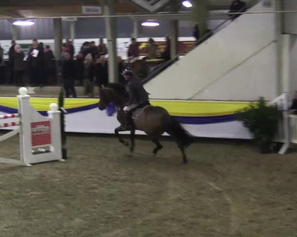23. Grosses Hallenspringturnier Vreden