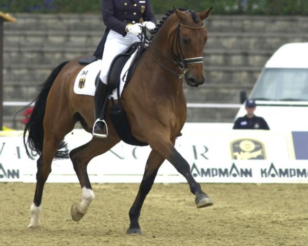 Dressage horse Albano 7 (Oldenburger, 1987, from Argentinus)