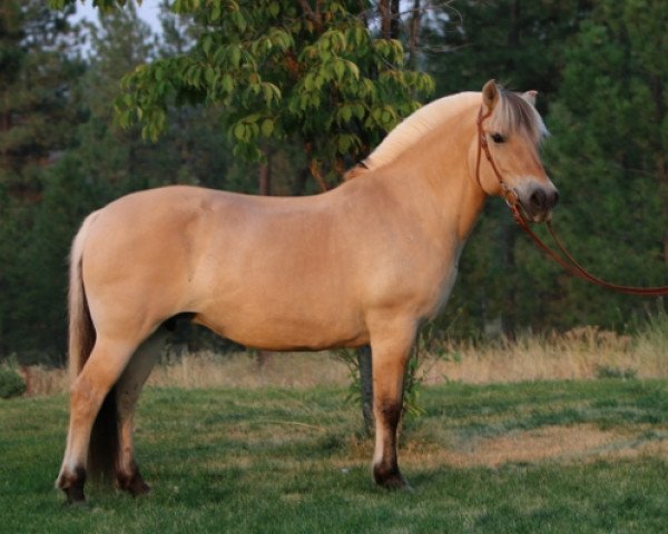 broodmare DHF Lilly (Fjord Horse, 1998, from Montano N.1958) broodmare DHF Lilly (Fjord Horse, 1998, from Montano N.1958)