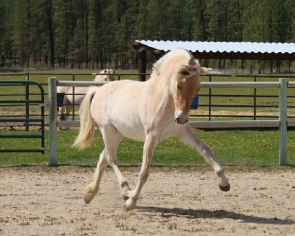 Zuchtstute DD Princessa (Fjordpferd, 2018, von OFI Siljar)