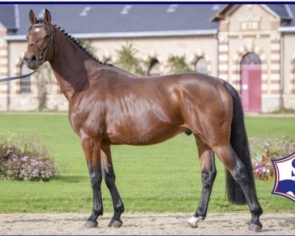 Deckhengst Furtif des Tunes (Selle Français, 2015, von Urano de Cartigny)