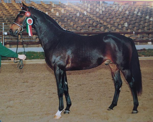 Semental Donati (Oldenburgués, 1998, de Donatelli I)