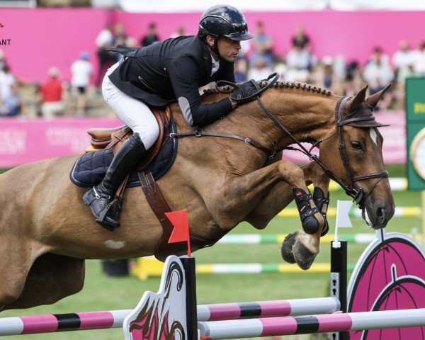 broodmare Undoctra D'Helby (Selle Français, 2008, from Indoctro)