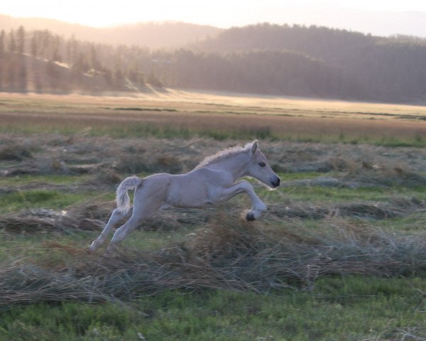 horse DD Torben (Fjord Horse, 2020, from Tsjalle)