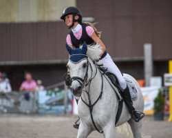 Springpferd Templemoyne Silver Spirit (Connemara-Pony, 2006, von Lettermuckoo Lad)
